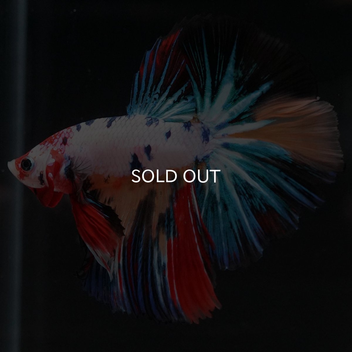 画像3: HM　キャンディレインボー (3)