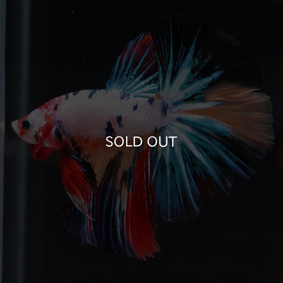 画像5: HM　キャンディレインボー (5)