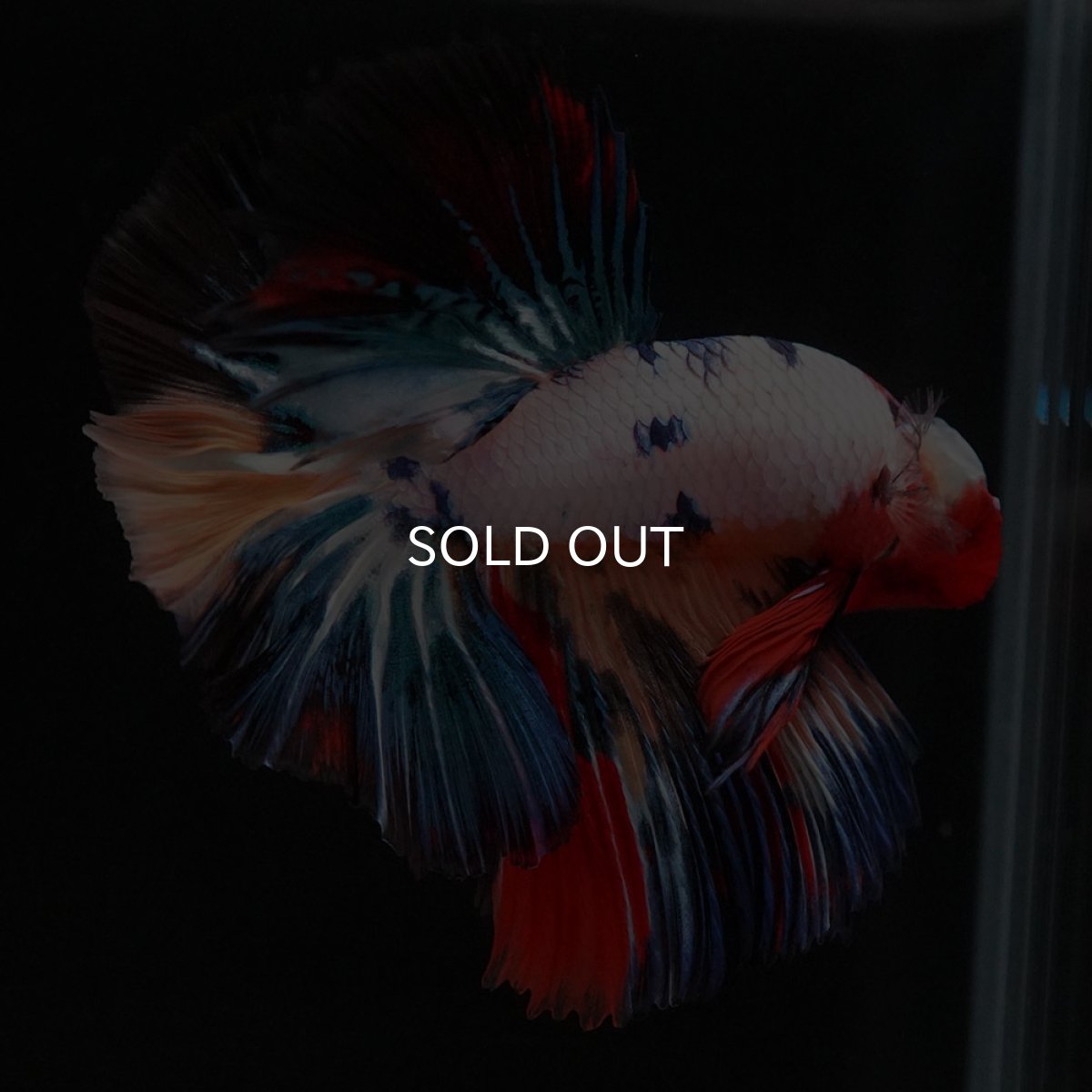 画像4: HM　キャンディレインボー (4)