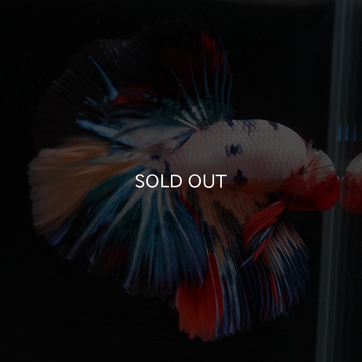 画像2: HM　キャンディレインボー (2)