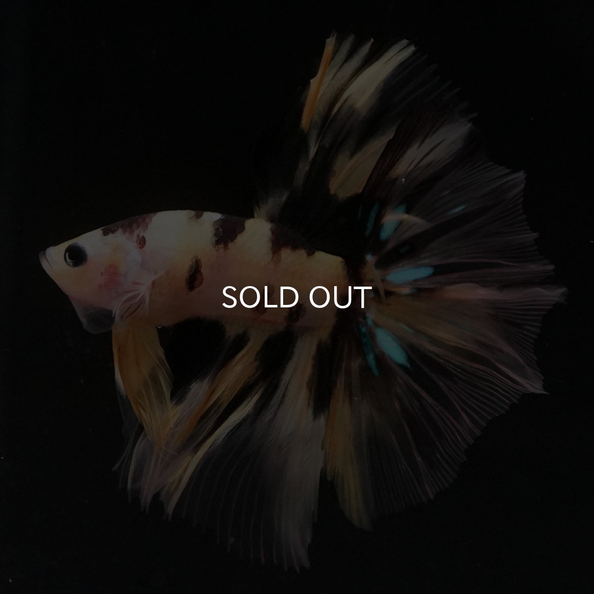 画像5: HM　イエロータイガー (5)