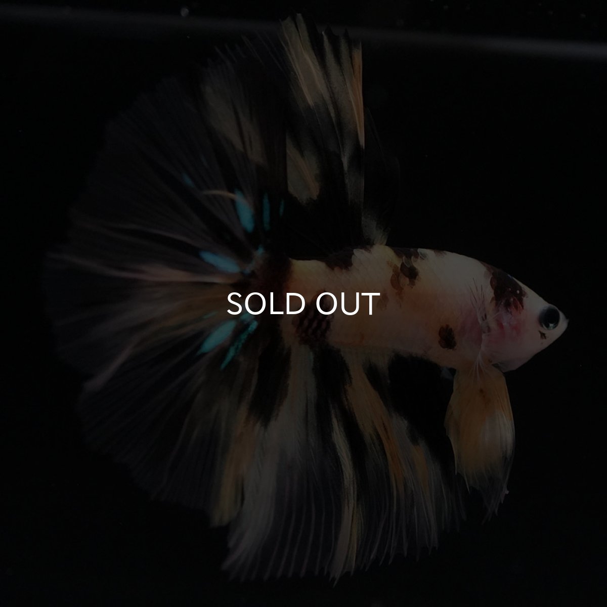 画像6: HM　イエロータイガー (6)