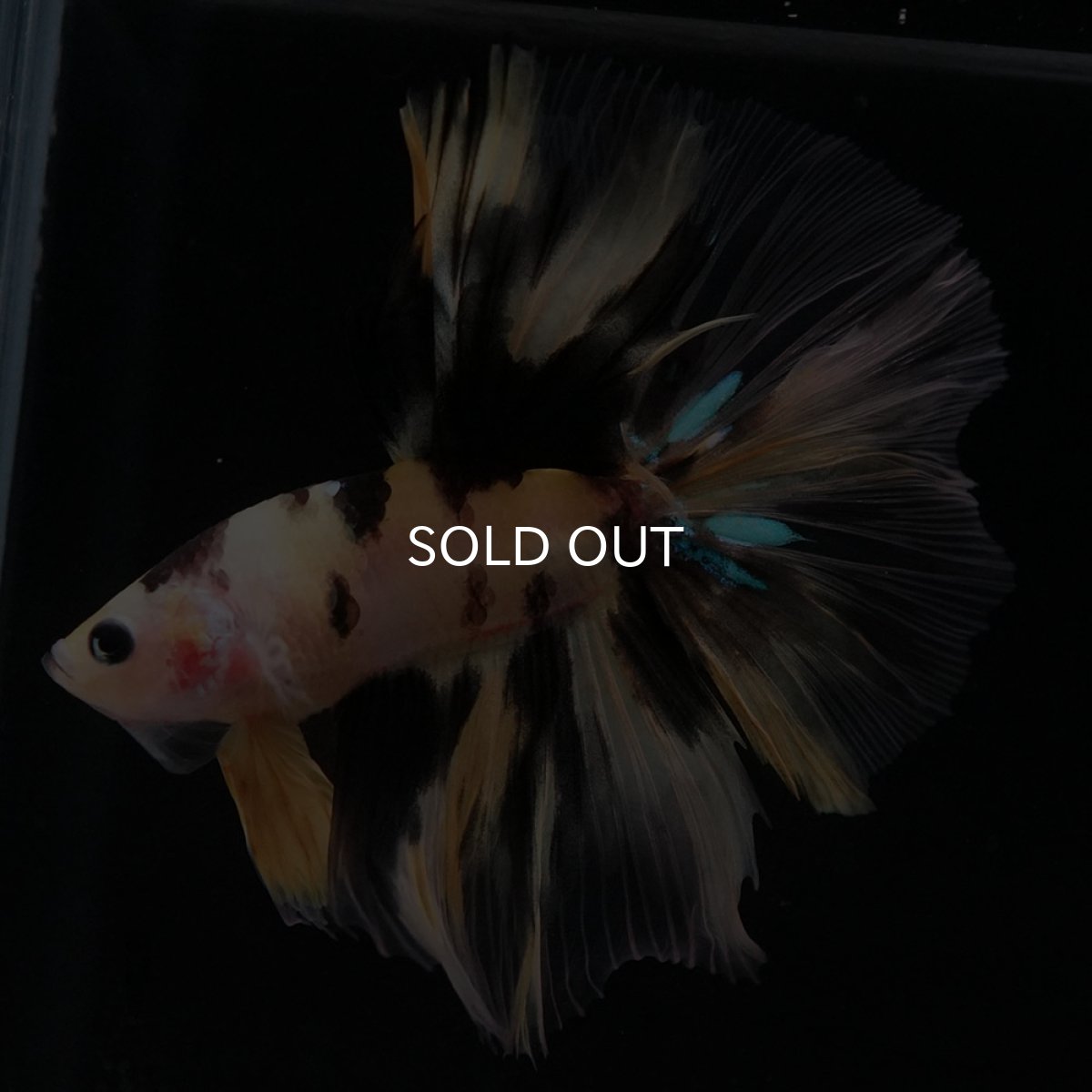 画像2: HM　イエロータイガー (2)