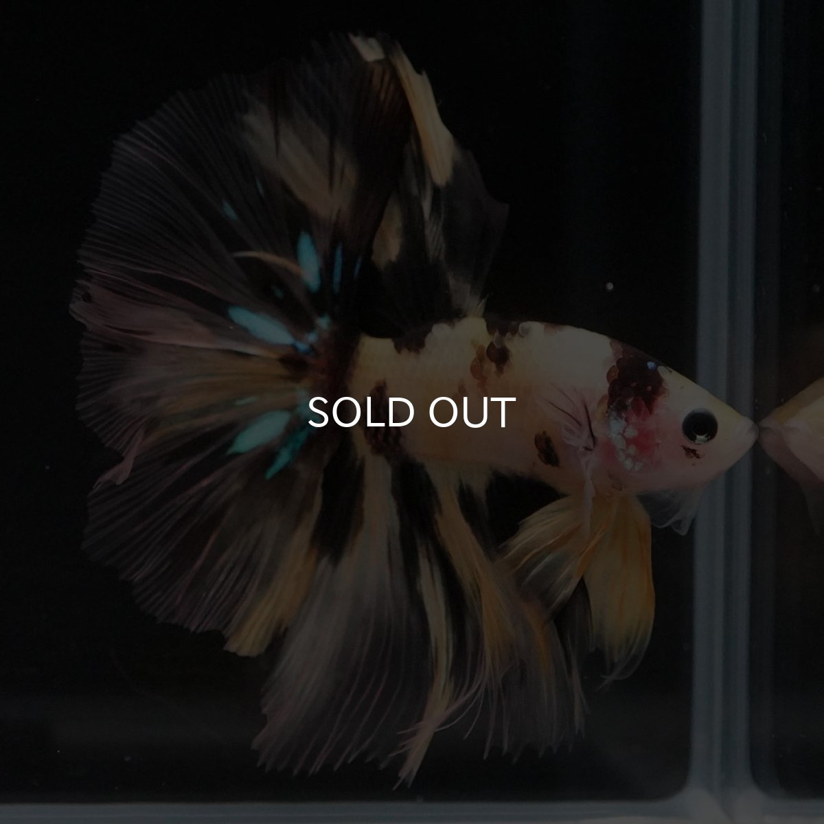 画像8: HM　イエロータイガー (8)