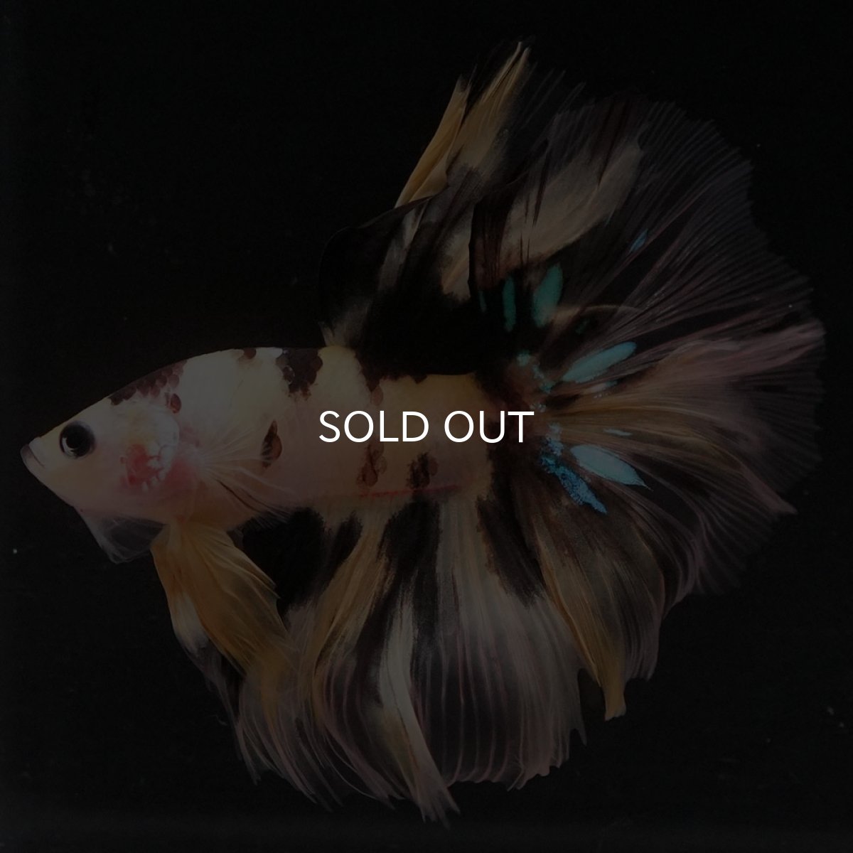 画像10: HM　イエロータイガー (10)