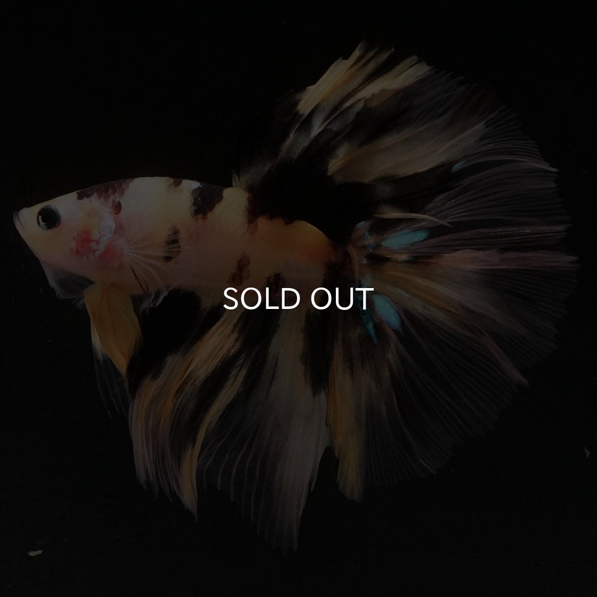 画像9: HM　イエロータイガー (9)