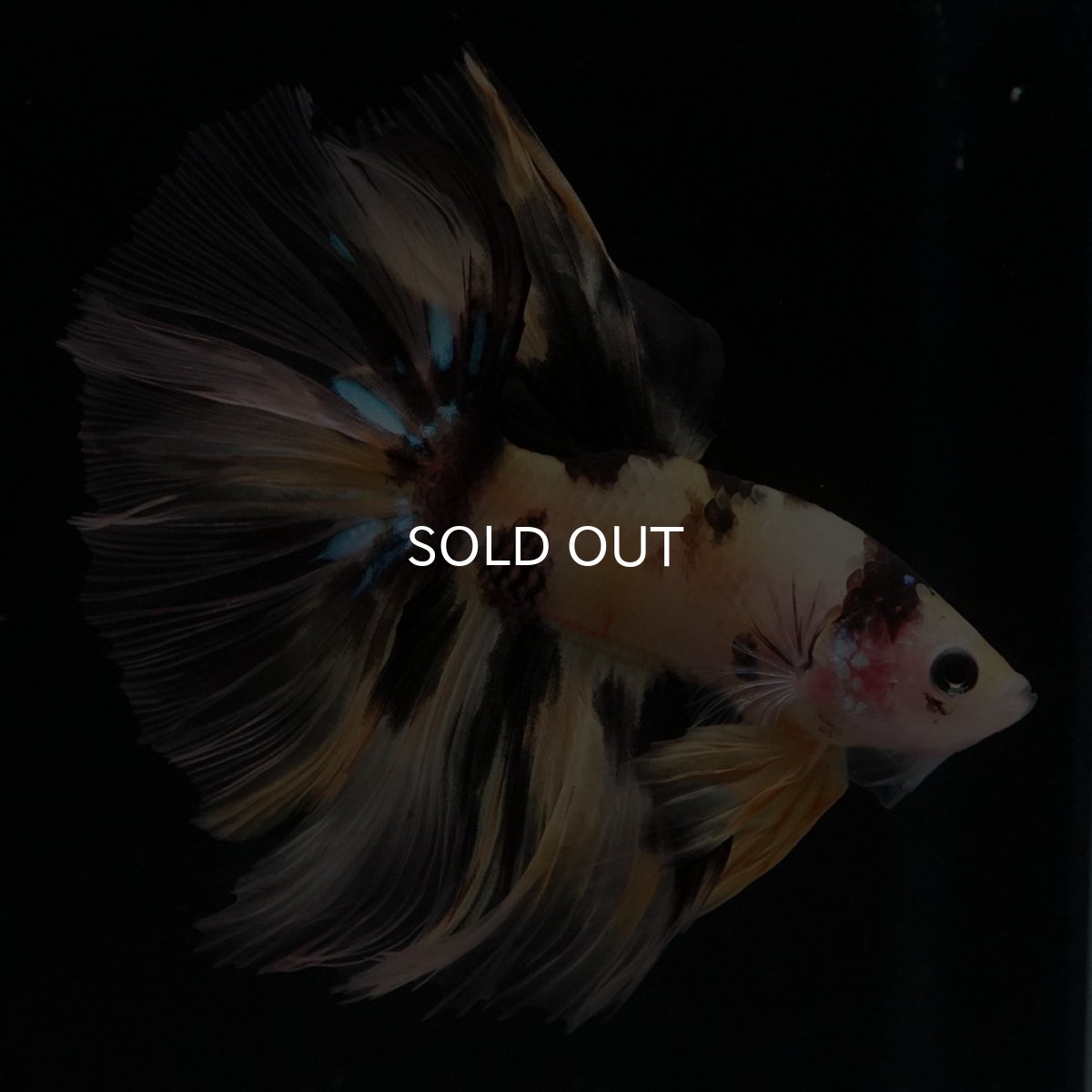 画像4: HM　イエロータイガー (4)