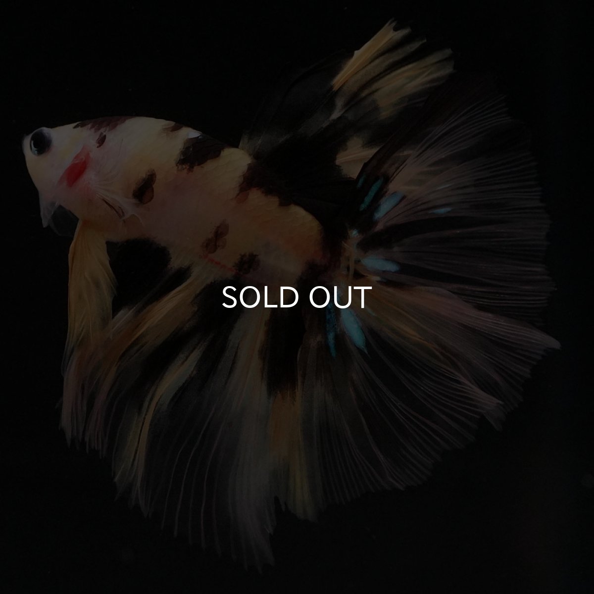 画像7: HM　イエロータイガー (7)