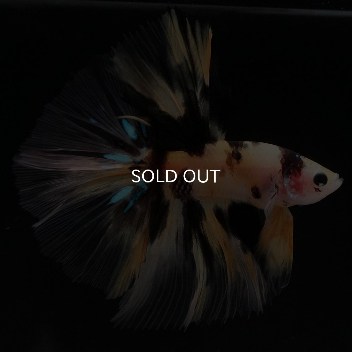 画像3: HM　イエロータイガー (3)