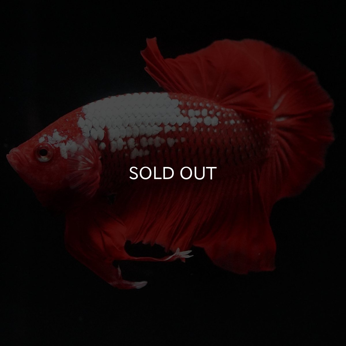 画像8: HMPK レッドサムライ (8)