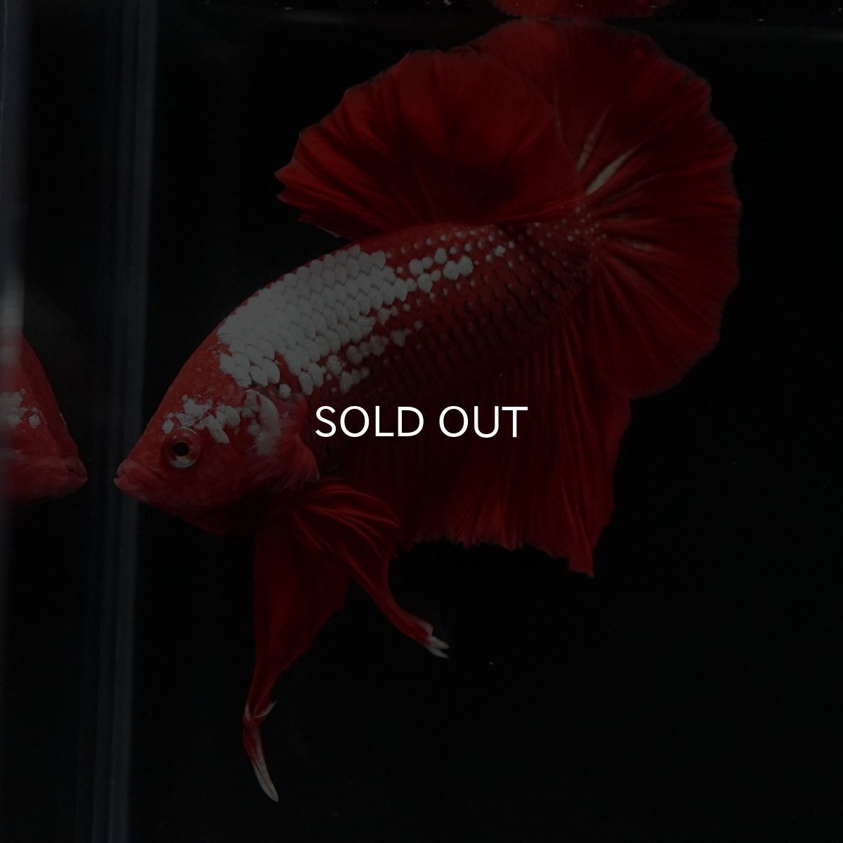 画像6: HMPK レッドサムライ (6)