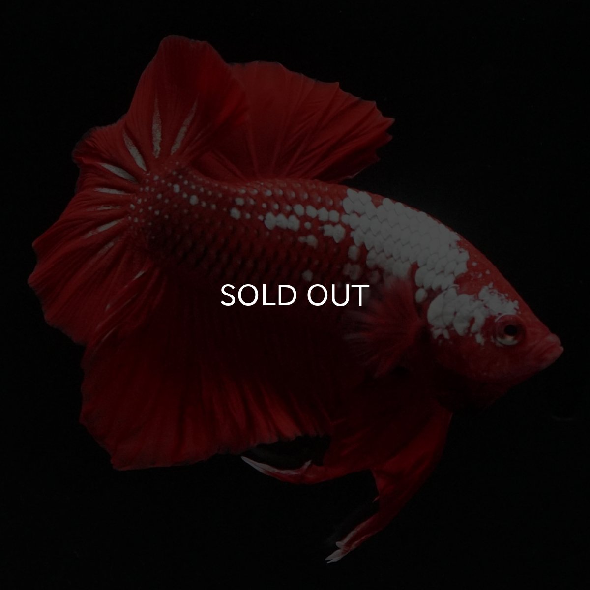 画像7: HMPK レッドサムライ (7)