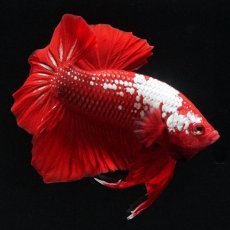 画像7: HMPK　レッドサムライ (7)
