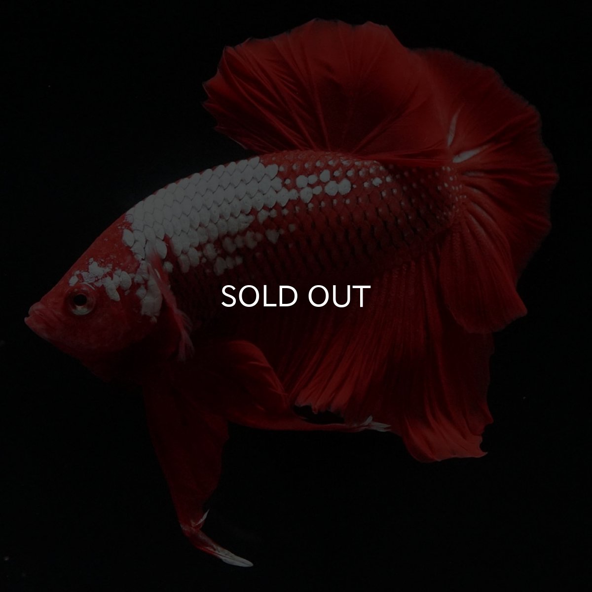 画像2: HMPK レッドサムライ (2)