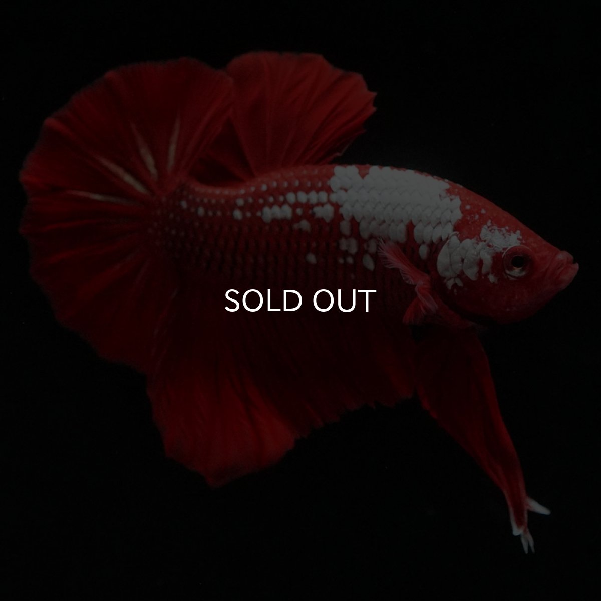 画像5: HMPK レッドサムライ (5)