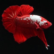 画像5: HMPK　レッドサムライ (5)