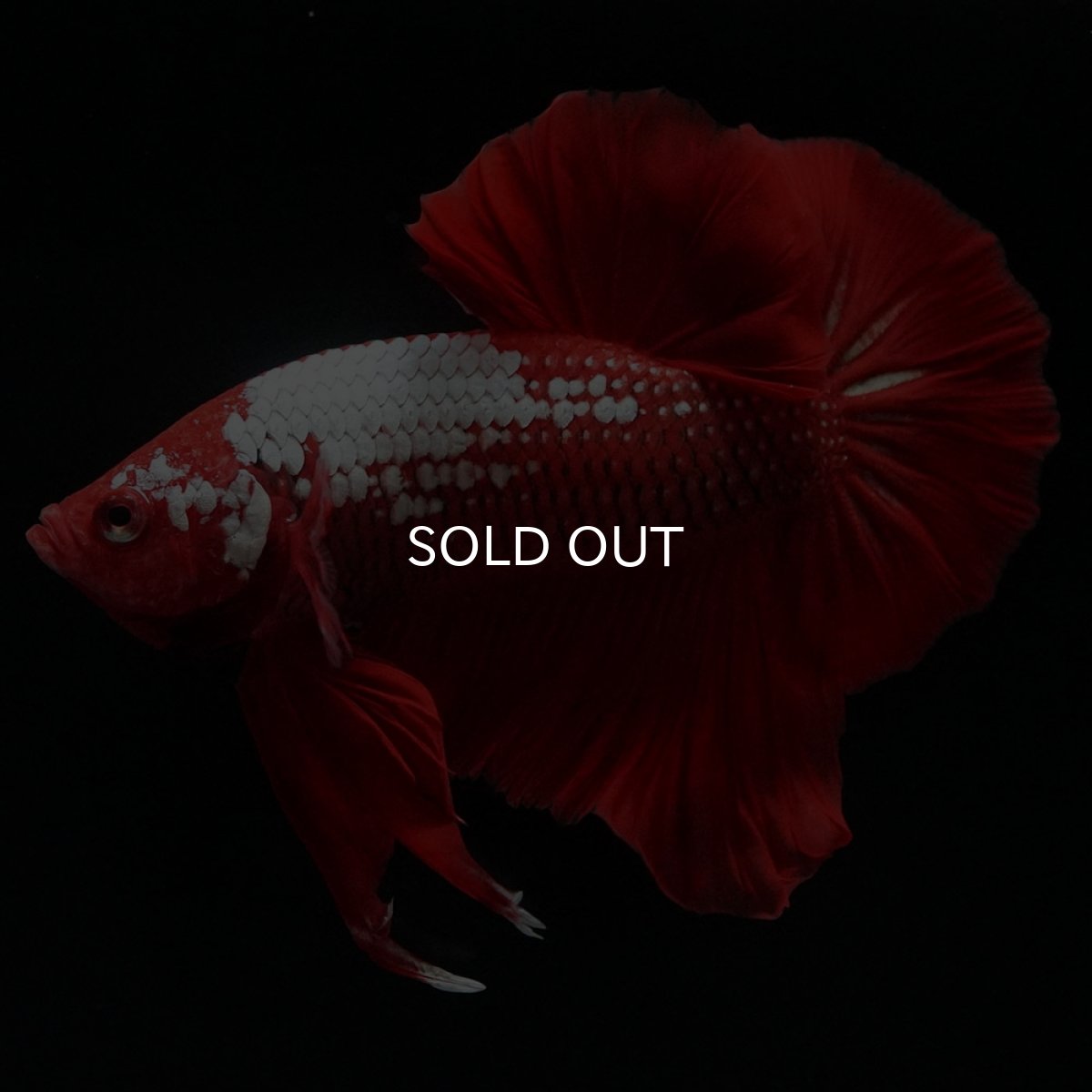 画像4: HMPK レッドサムライ (4)