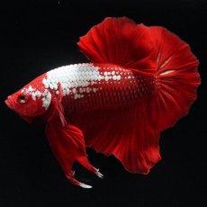 画像4: HMPK　レッドサムライ (4)