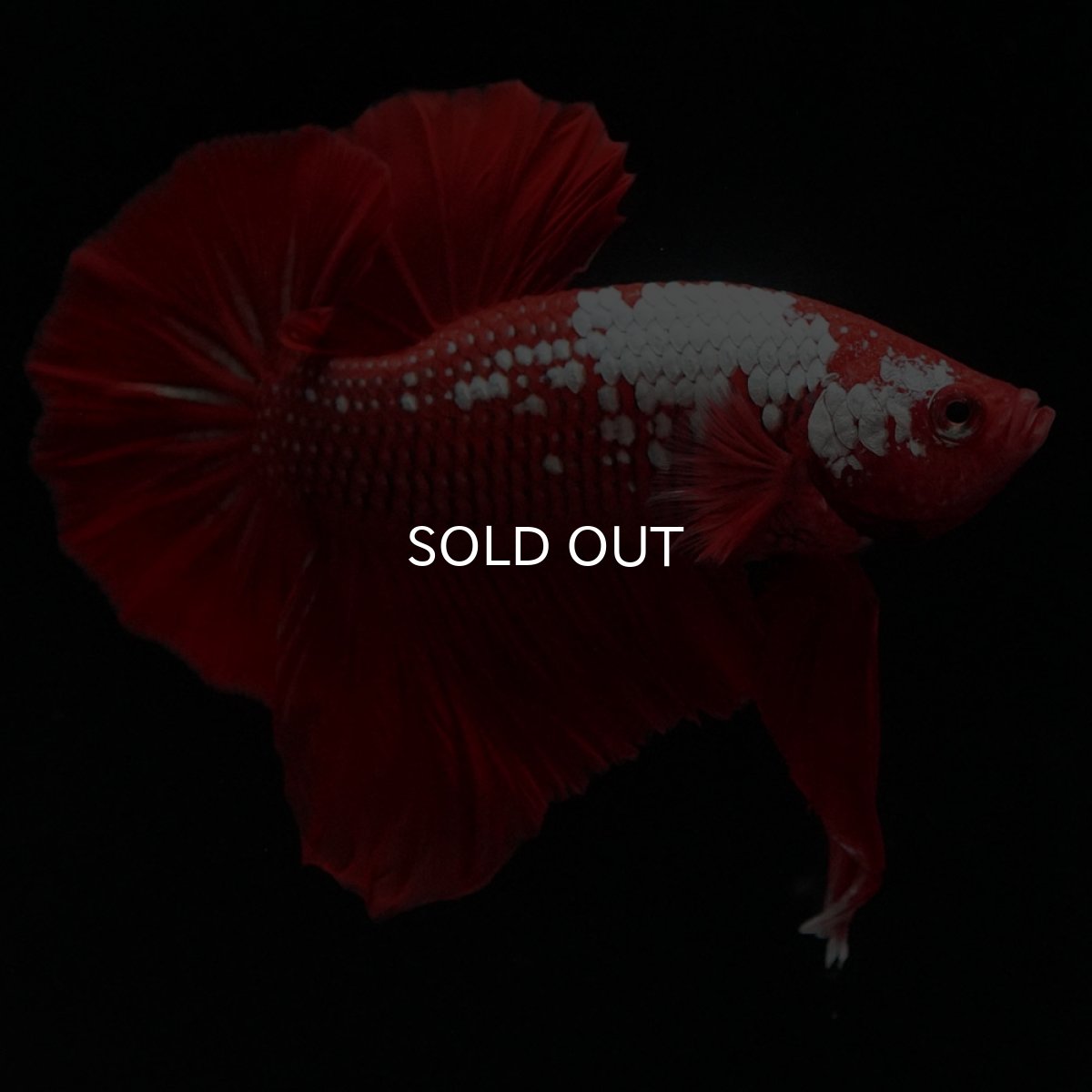 画像3: HMPK レッドサムライ (3)