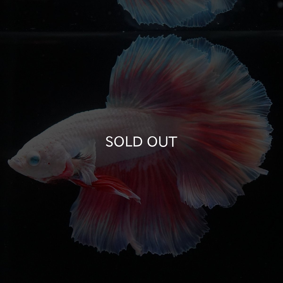 画像9: HM　ホワイトファンシー (9)