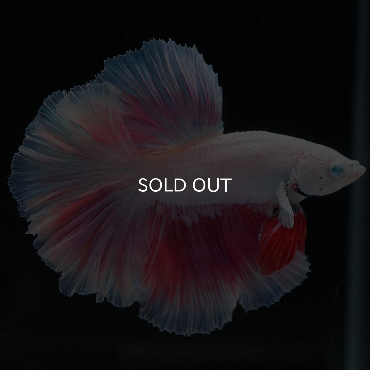 画像8: HM　ホワイトファンシー (8)