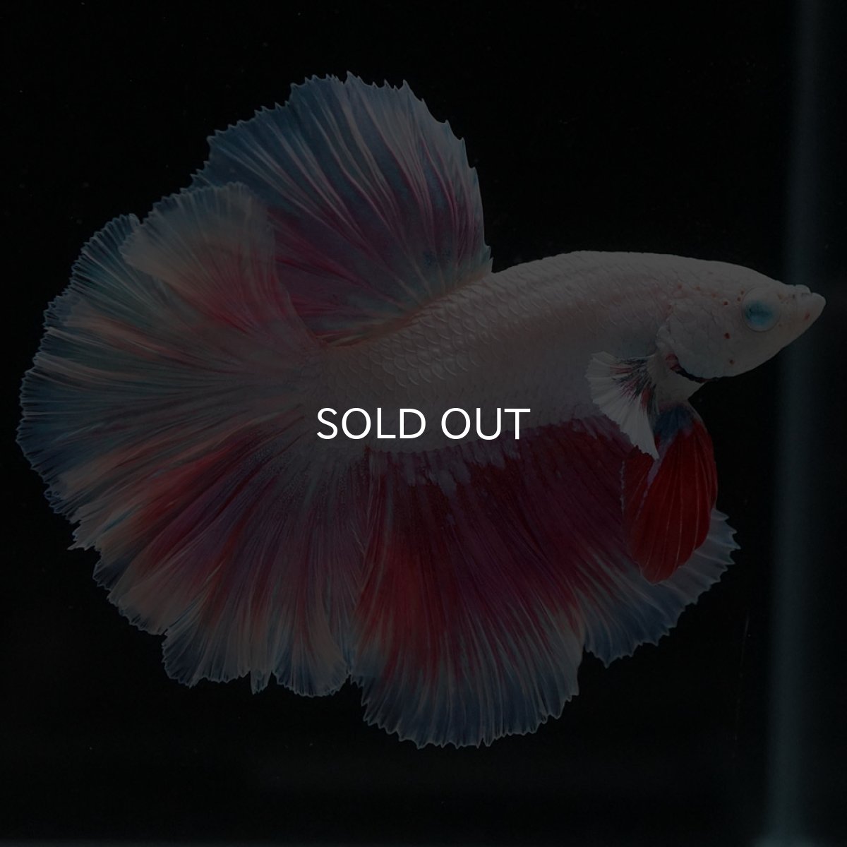 画像6: HM　ホワイトファンシー (6)