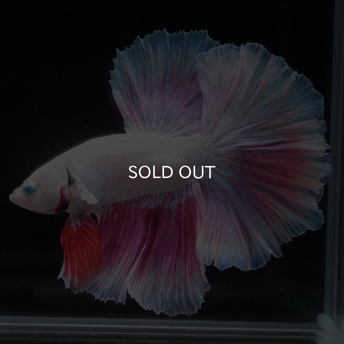 画像7: HM　ホワイトファンシー (7)