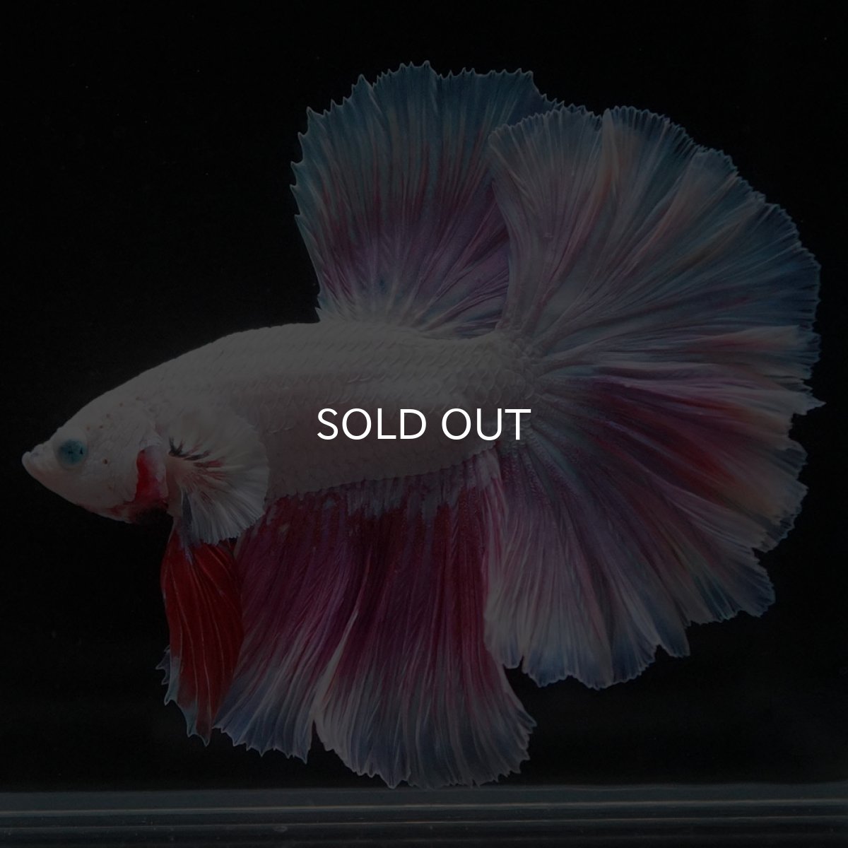 画像5: HM　ホワイトファンシー (5)