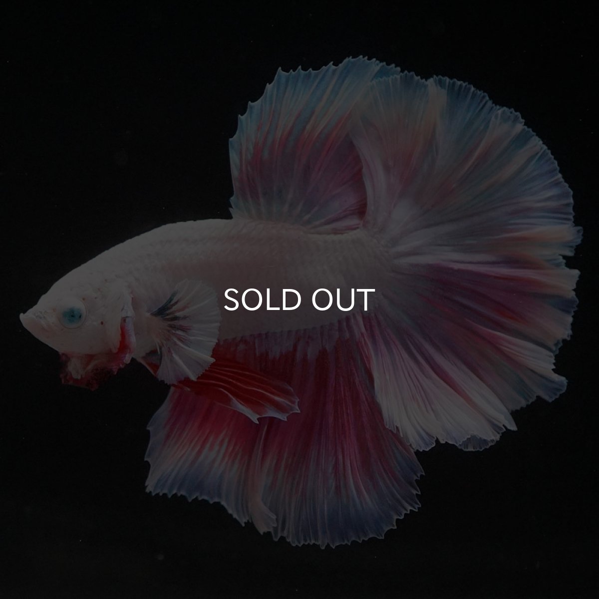 画像3: HM　ホワイトファンシー (3)