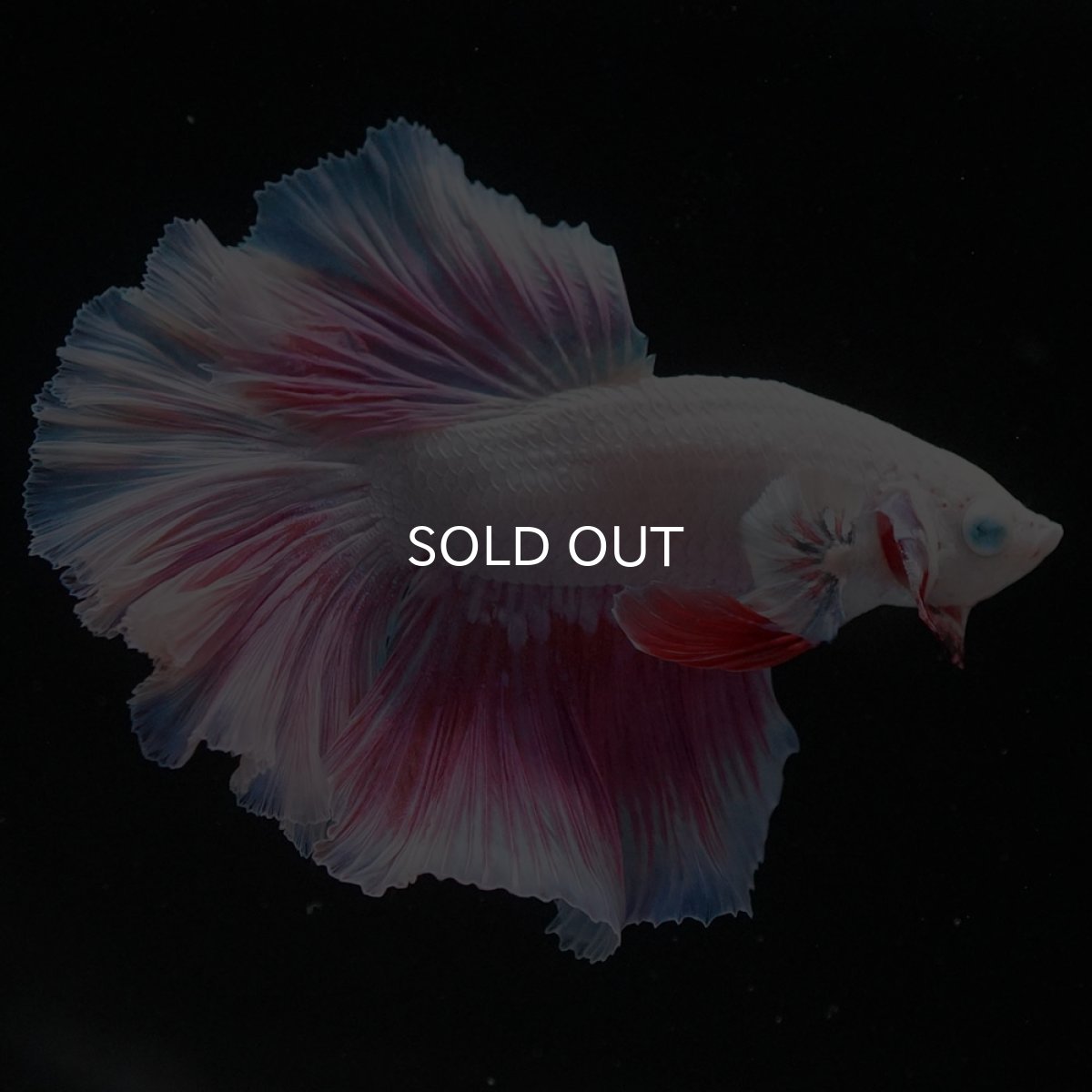 画像4: HM　ホワイトファンシー (4)