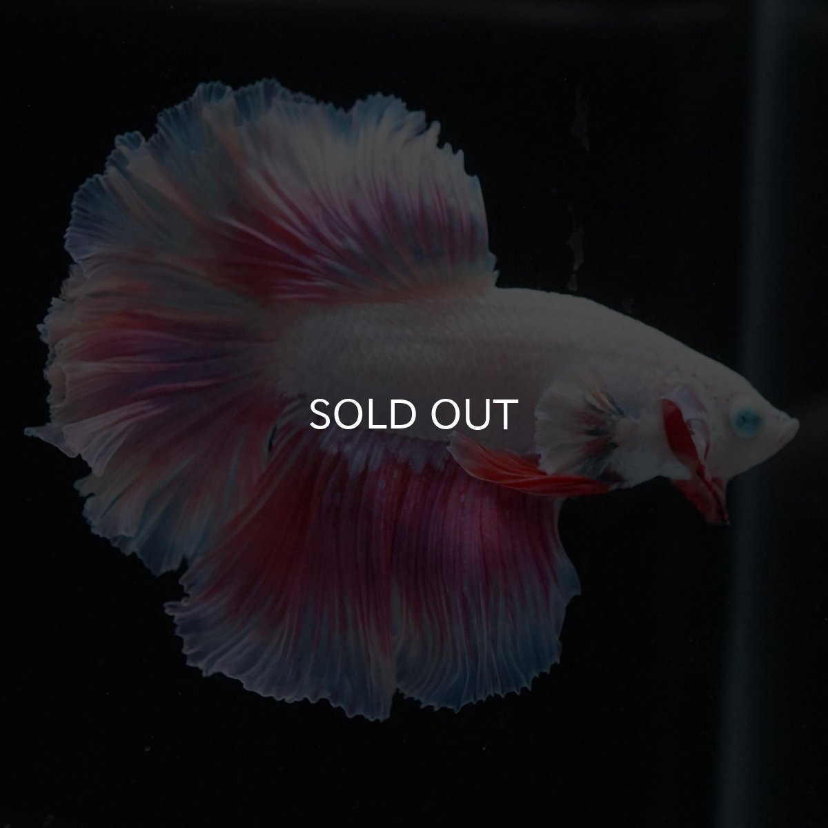 画像2: HM　ホワイトファンシー (2)