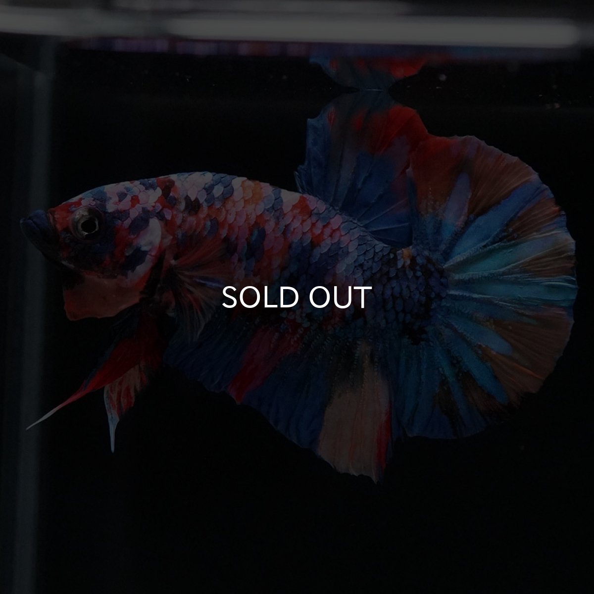 画像10: HMPK　キャンディギャラクシー (10)