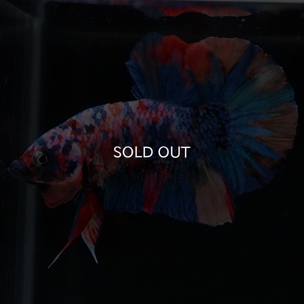 画像8: HMPK　キャンディギャラクシー (8)