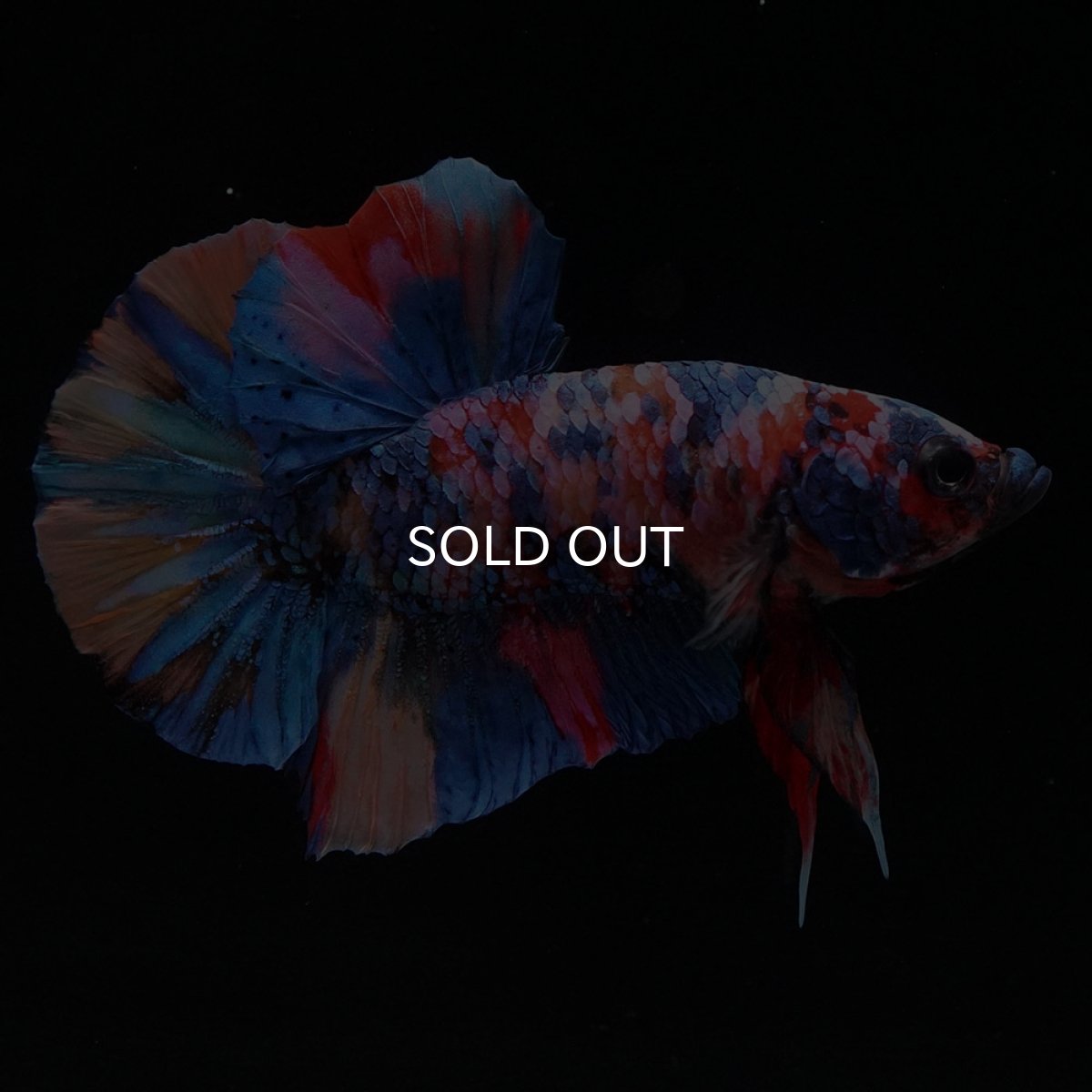 画像7: HMPK　キャンディギャラクシー (7)