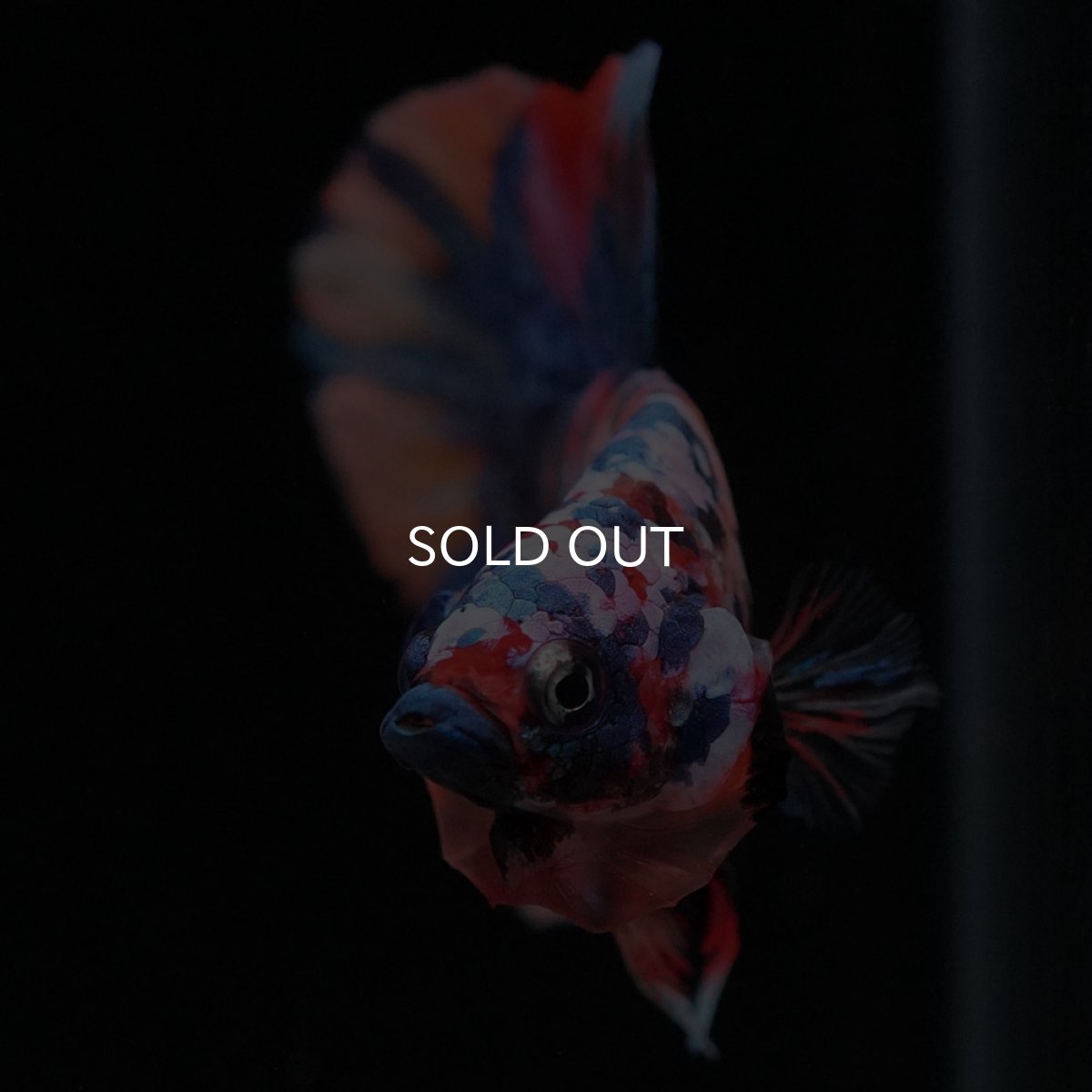 画像6: HMPK　キャンディギャラクシー (6)