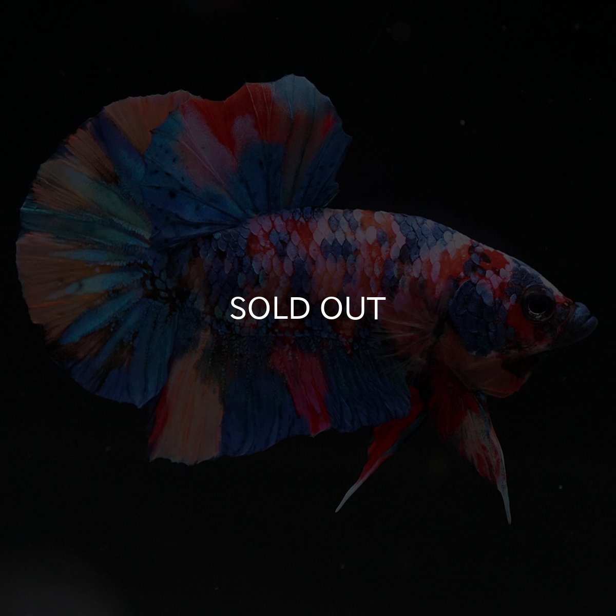 画像4: HMPK　キャンディギャラクシー (4)