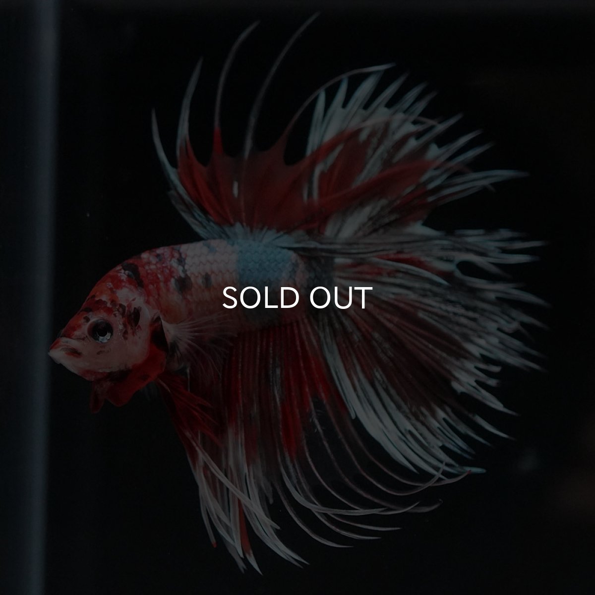 画像9: CT　キャンディカッパー (9)