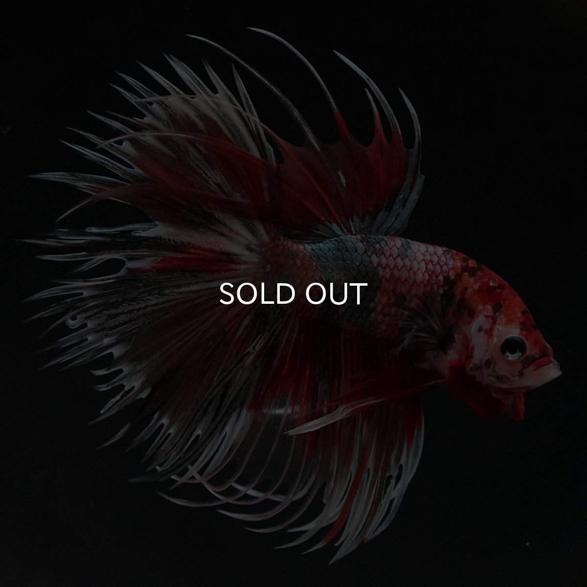 画像7: CT　キャンディカッパー (7)