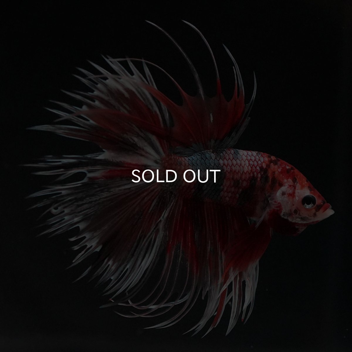 画像2: CT　キャンディカッパー (2)