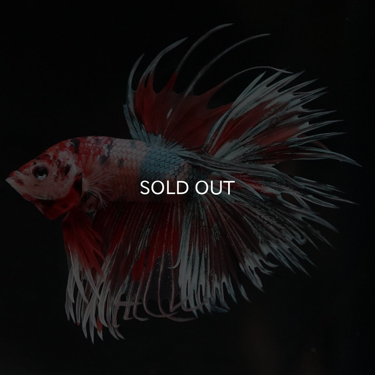 画像8: CT　キャンディカッパー (8)