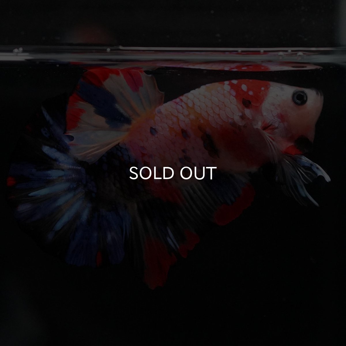 画像8: HMPK　キャンディギャラクシー (8)