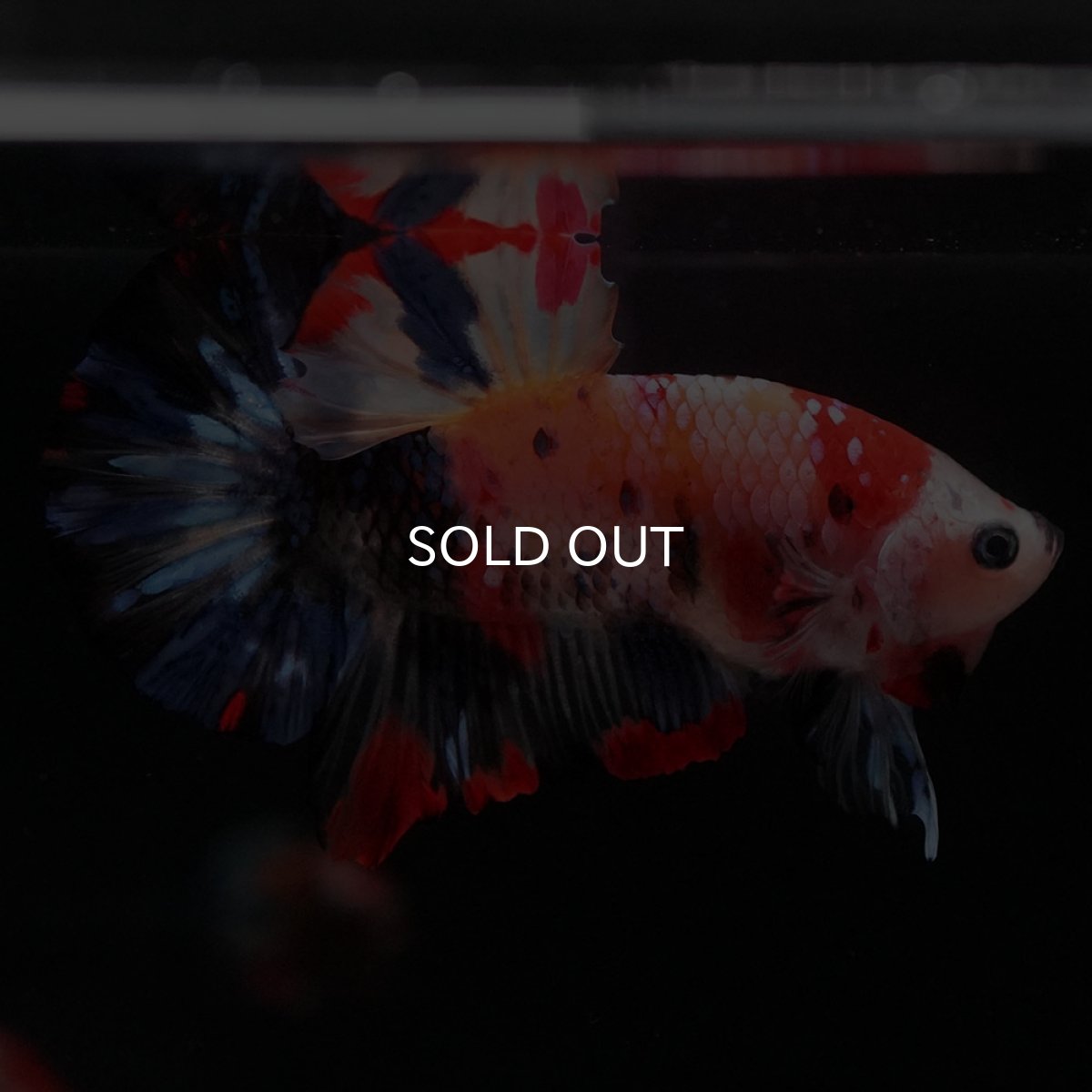 画像7: HMPK　キャンディギャラクシー (7)