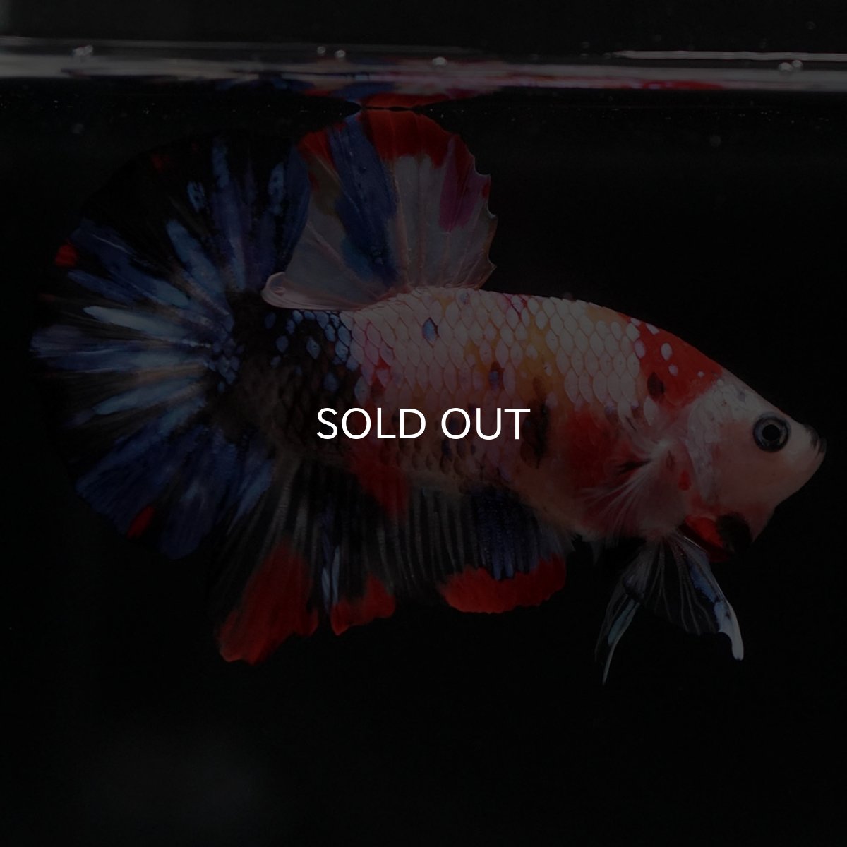 画像6: HMPK　キャンディギャラクシー (6)