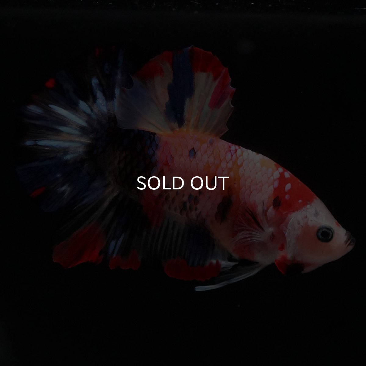 画像2: HMPK　キャンディギャラクシー (2)