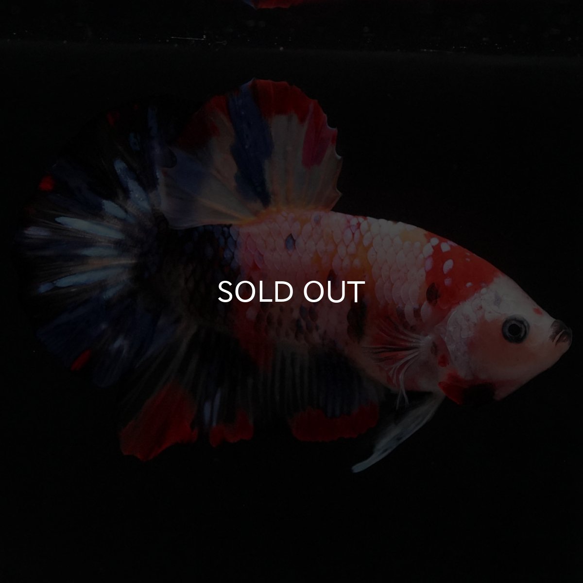 画像4: HMPK　キャンディギャラクシー (4)