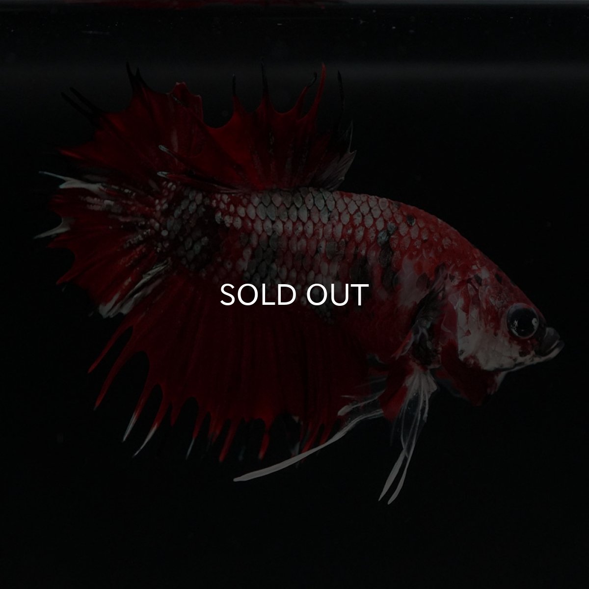 画像8: CTPK　レッドカッパーギャラクシー (8)