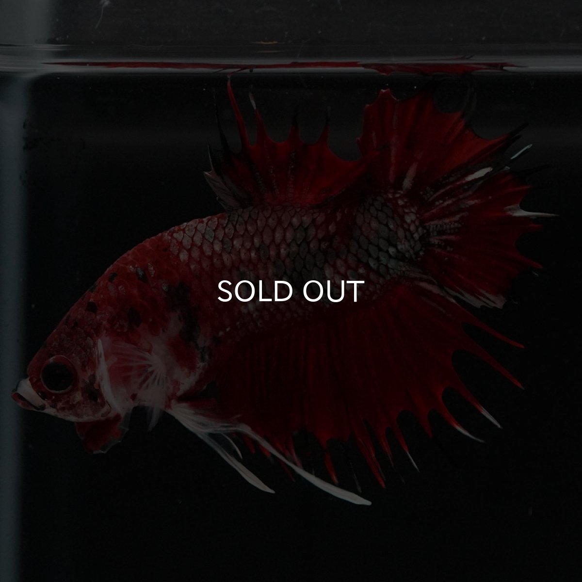 画像10: CTPK　レッドカッパーギャラクシー (10)