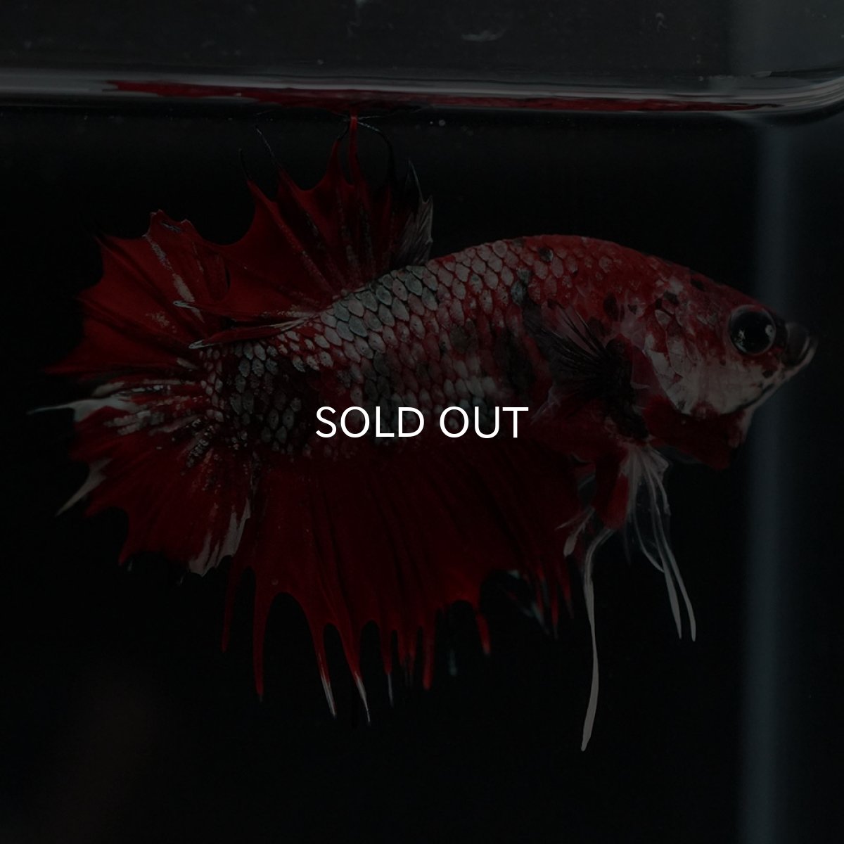 画像6: CTPK　レッドカッパーギャラクシー (6)