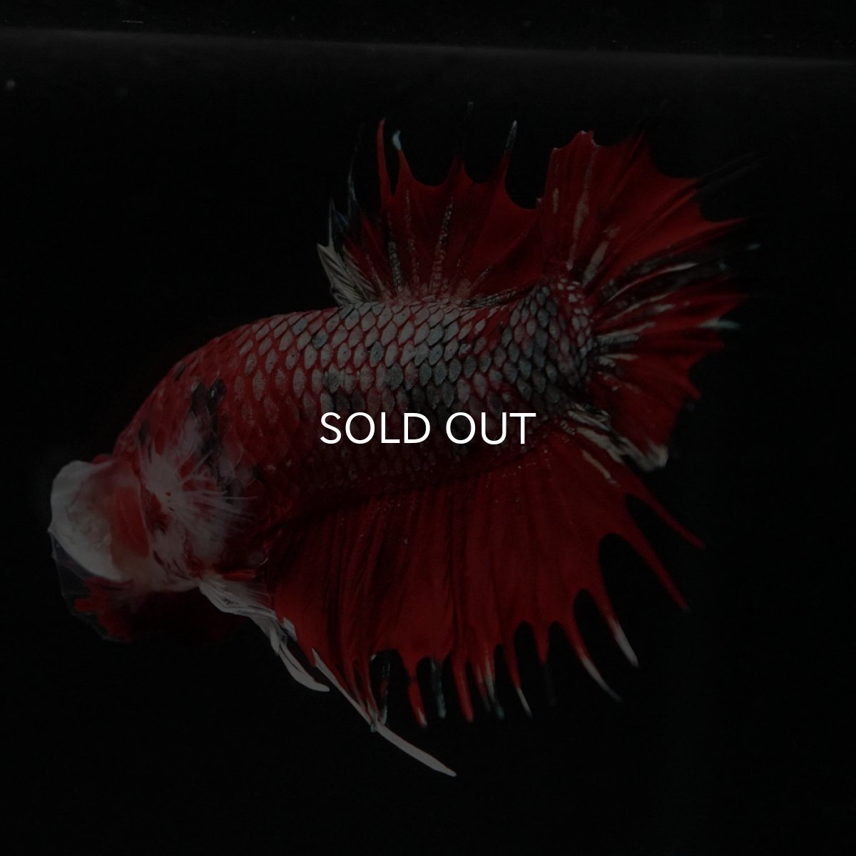 画像9: CTPK　レッドカッパーギャラクシー (9)