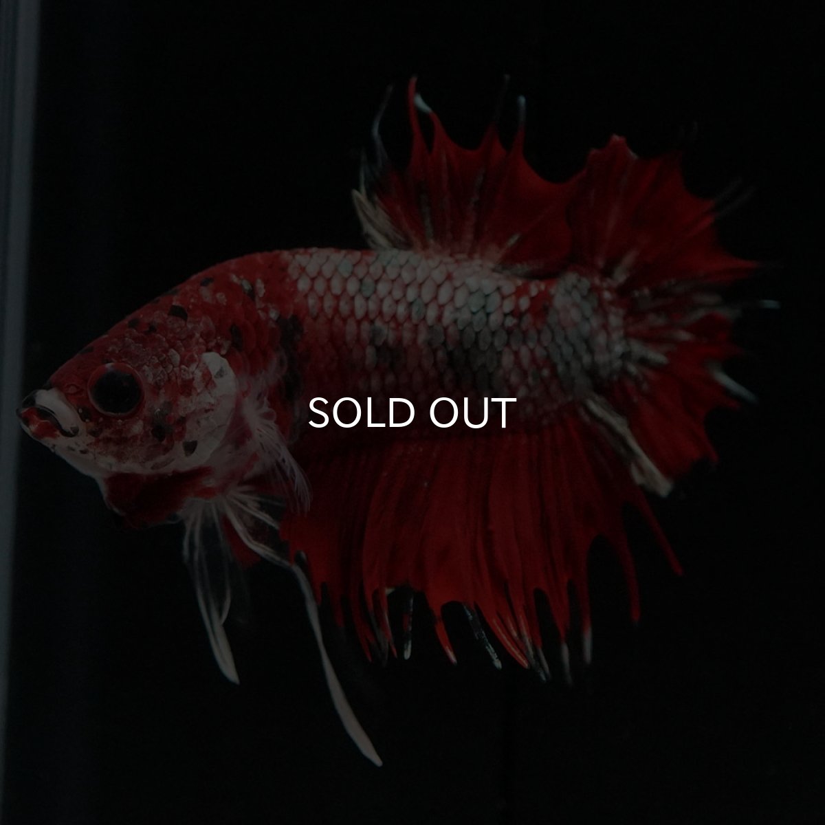 画像7: CTPK　レッドカッパーギャラクシー (7)